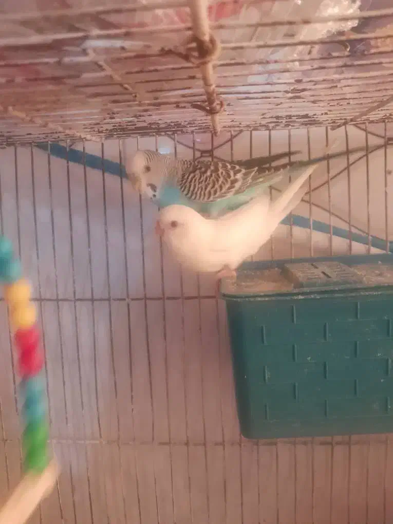 پرنده|پرنده|دوگنبدان, |دیوار