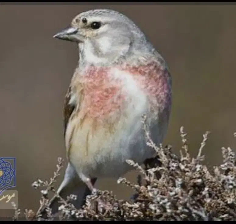 سهره گلبسر و قناری سرخ|پرنده|اصفهان, شهرک صنعتی جی|دیوار