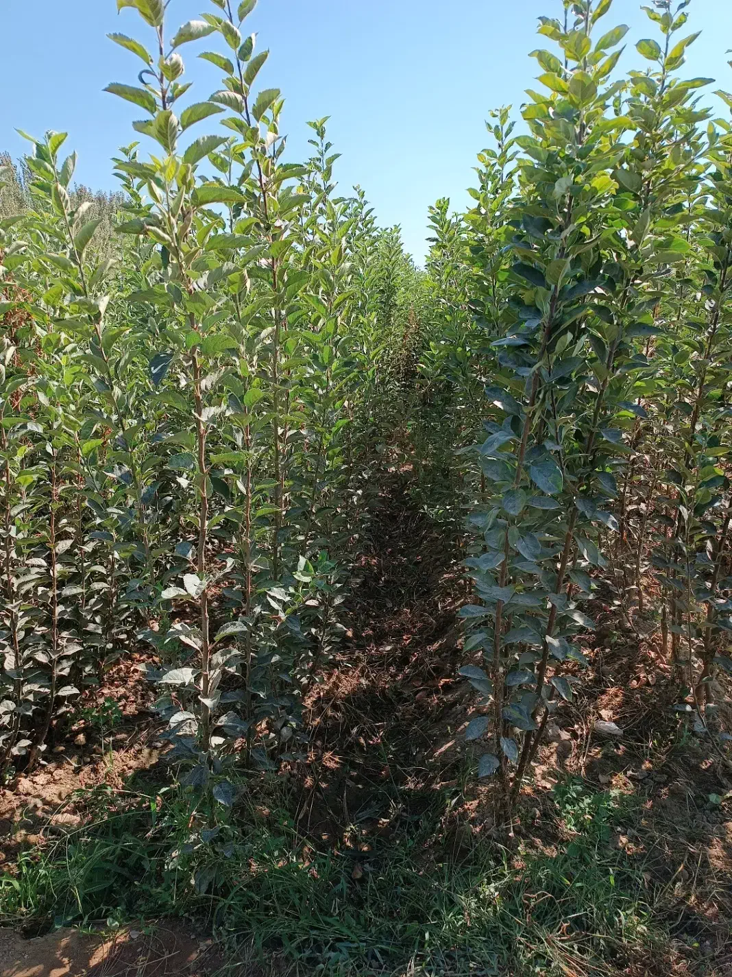 فروش نهال گردو و تمام ارقام میوه از خود تولید کنند|خدمات باغبانی و درختکاری|طارم, |دیوار