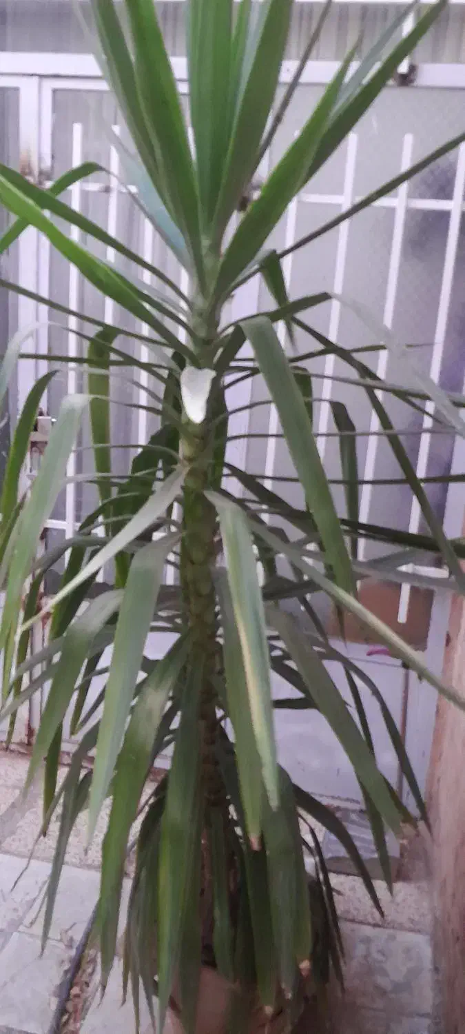 درخچه یوکا سالم وکاکسیونی|گل و گیاه طبیعی|نیشابور, شهرک فیروزه|دیوار