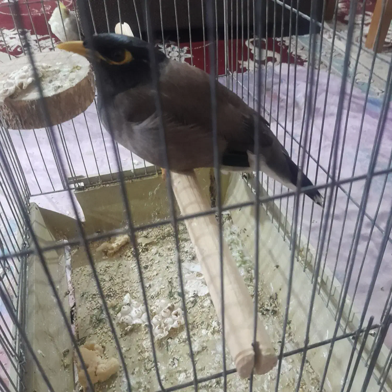 یک عددمینا چندکلمه صحبت میکنه|پرنده|پاکدشت, پاکدشت (مامازند)|دیوار