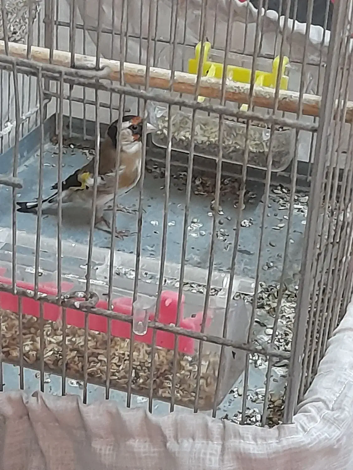 سهره|پرنده|تهران, میدان میوه و ترهبار مرکزی|دیوار