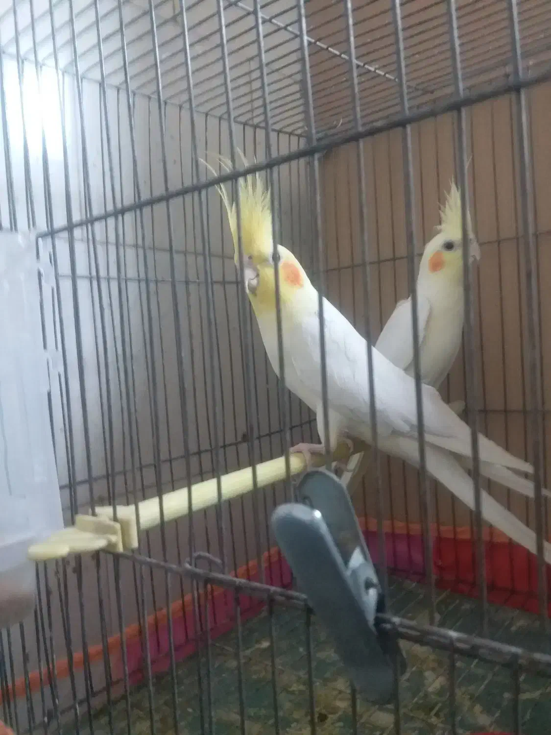 جفت مولدعروس هلندی لونیتیوباپنج جوجه وقفس وتجهیزات|پرنده|مراغه, |دیوار