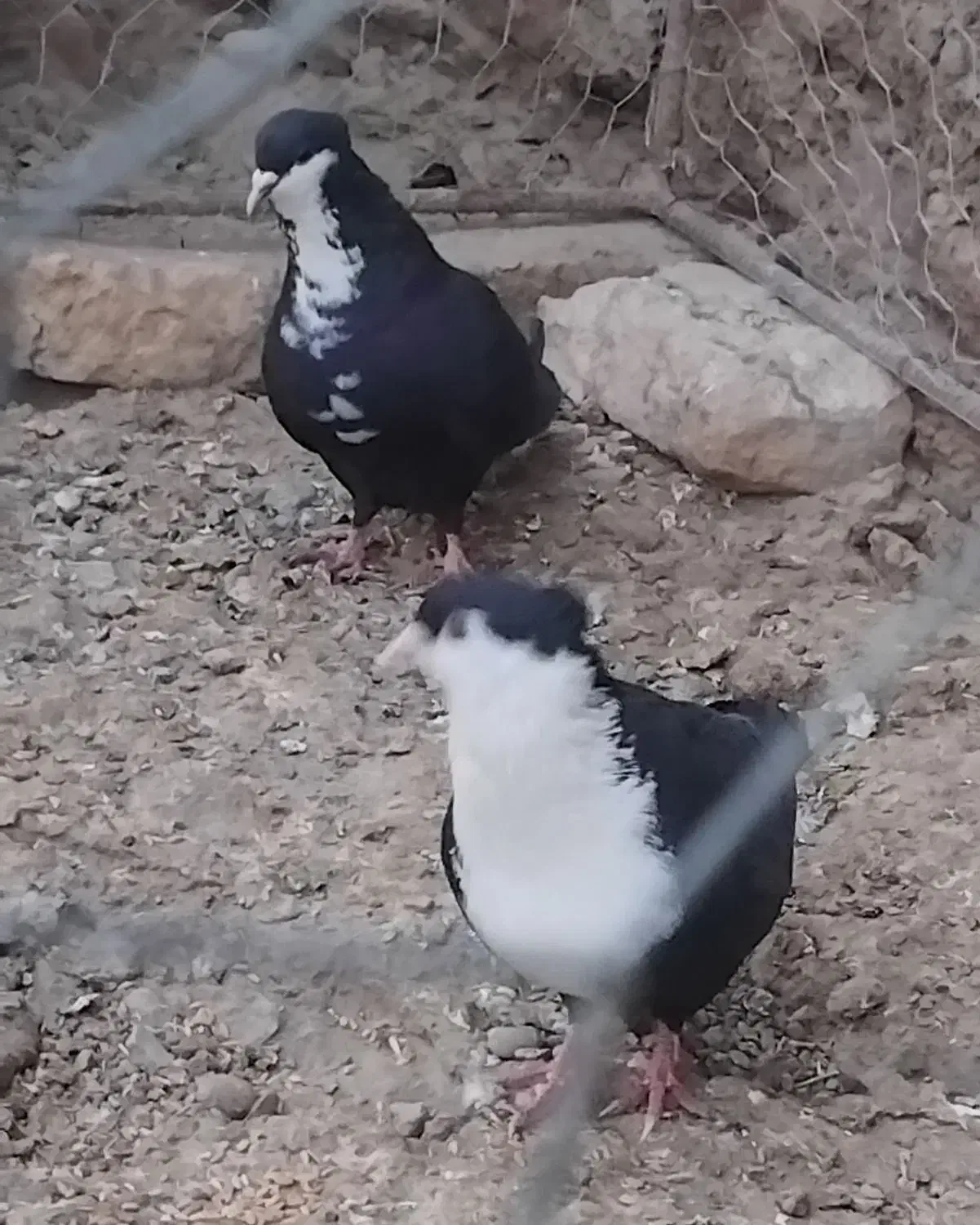 کبوتر  ریش کاکل|پرنده|کرباسک, |دیوار