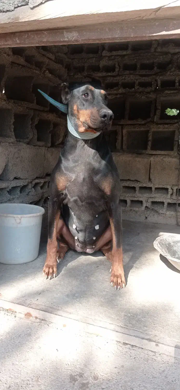 سگ دوبرمن ماده اصیل|سگ|خاوران, |دیوار