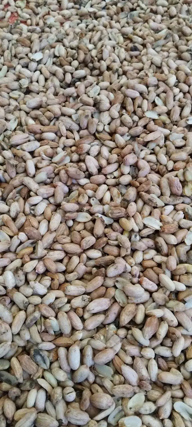 بادام زیرسرندی مخصوص کره گیری|خوردنی و آشامیدنی|پارس‌آباد, |دیوار