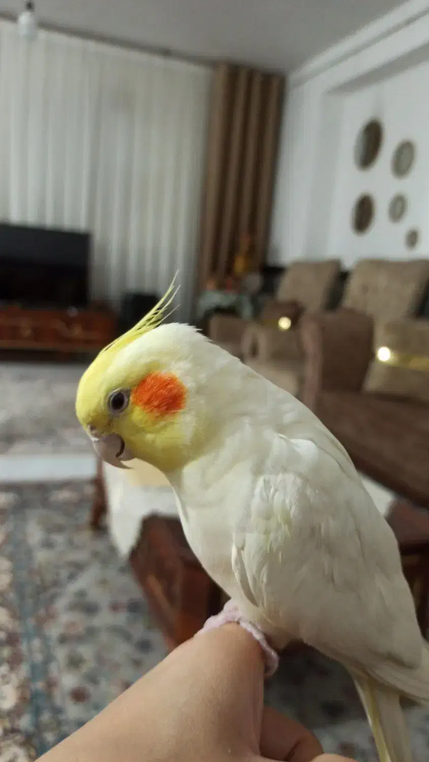 فروش فوری|پرنده|اسلامآباد غرب, |دیوار