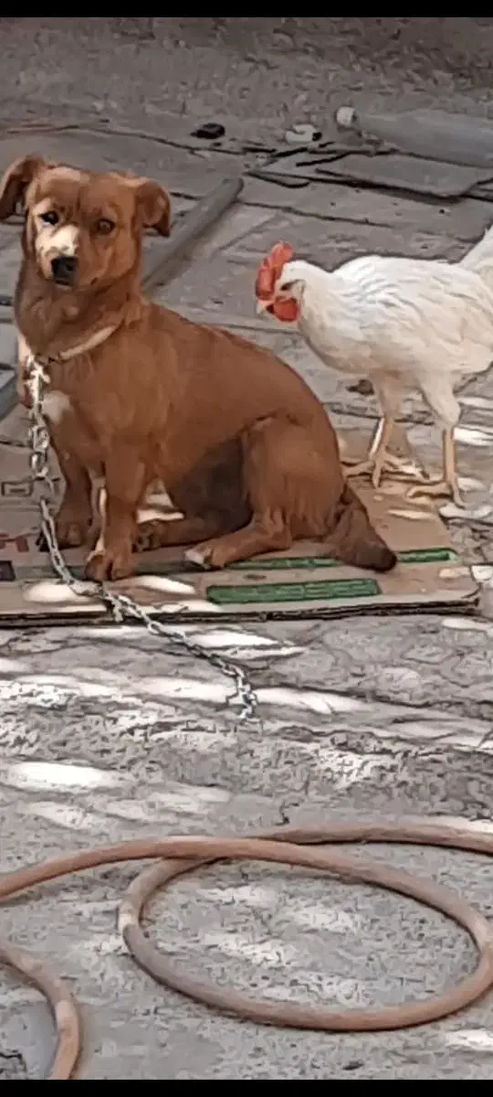 سگ گمشده|سگ|کرمان, |دیوار