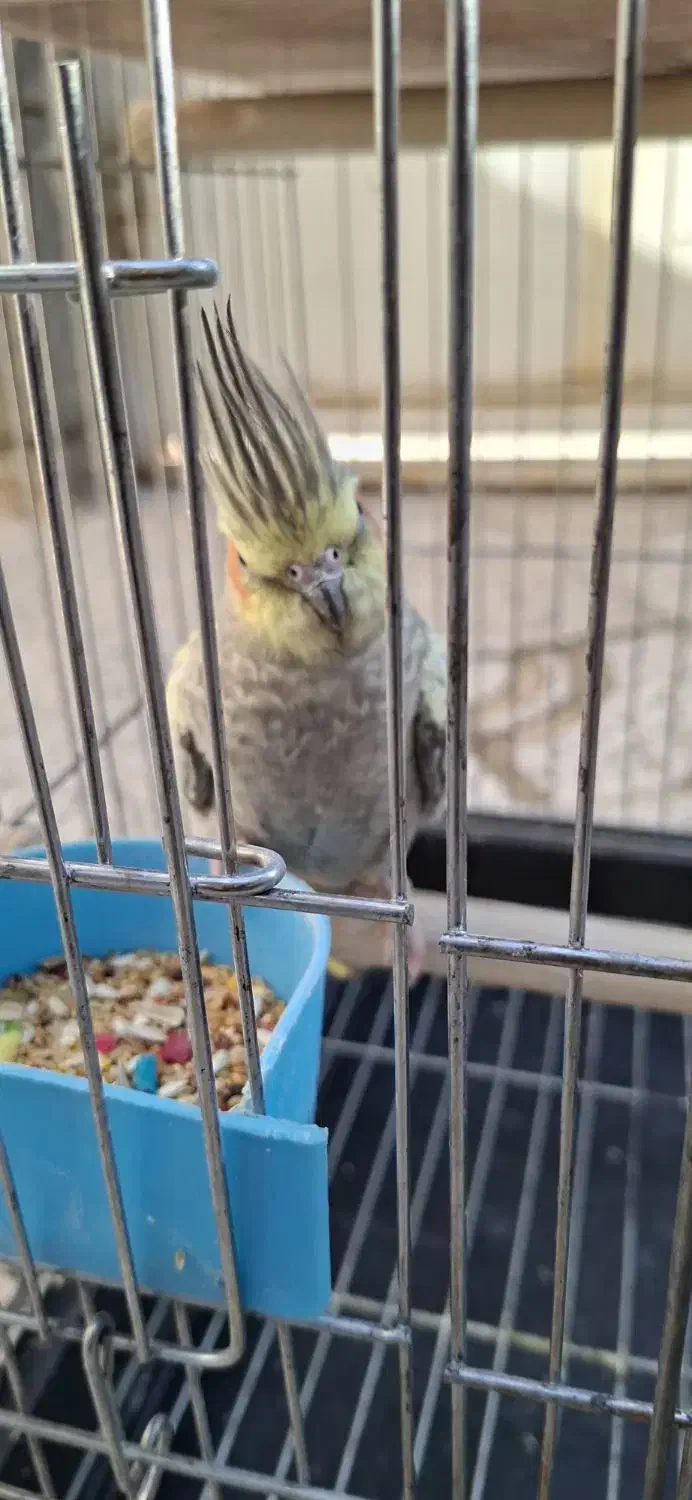 عروس هلندی|پرنده|ایلام, |دیوار