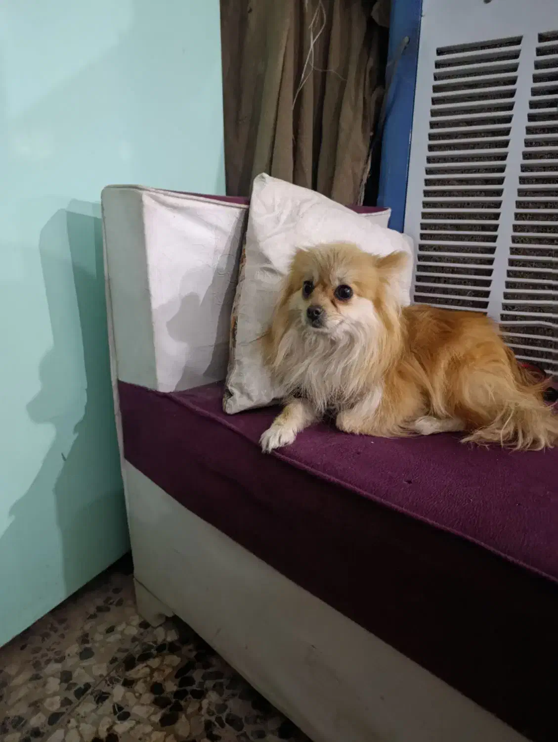 سگ پامرین|سگ|خمینی‌شهر, |دیوار