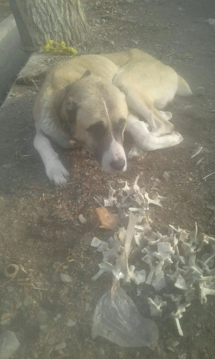 سک گله ای|سگ|مشهد, قائم|دیوار