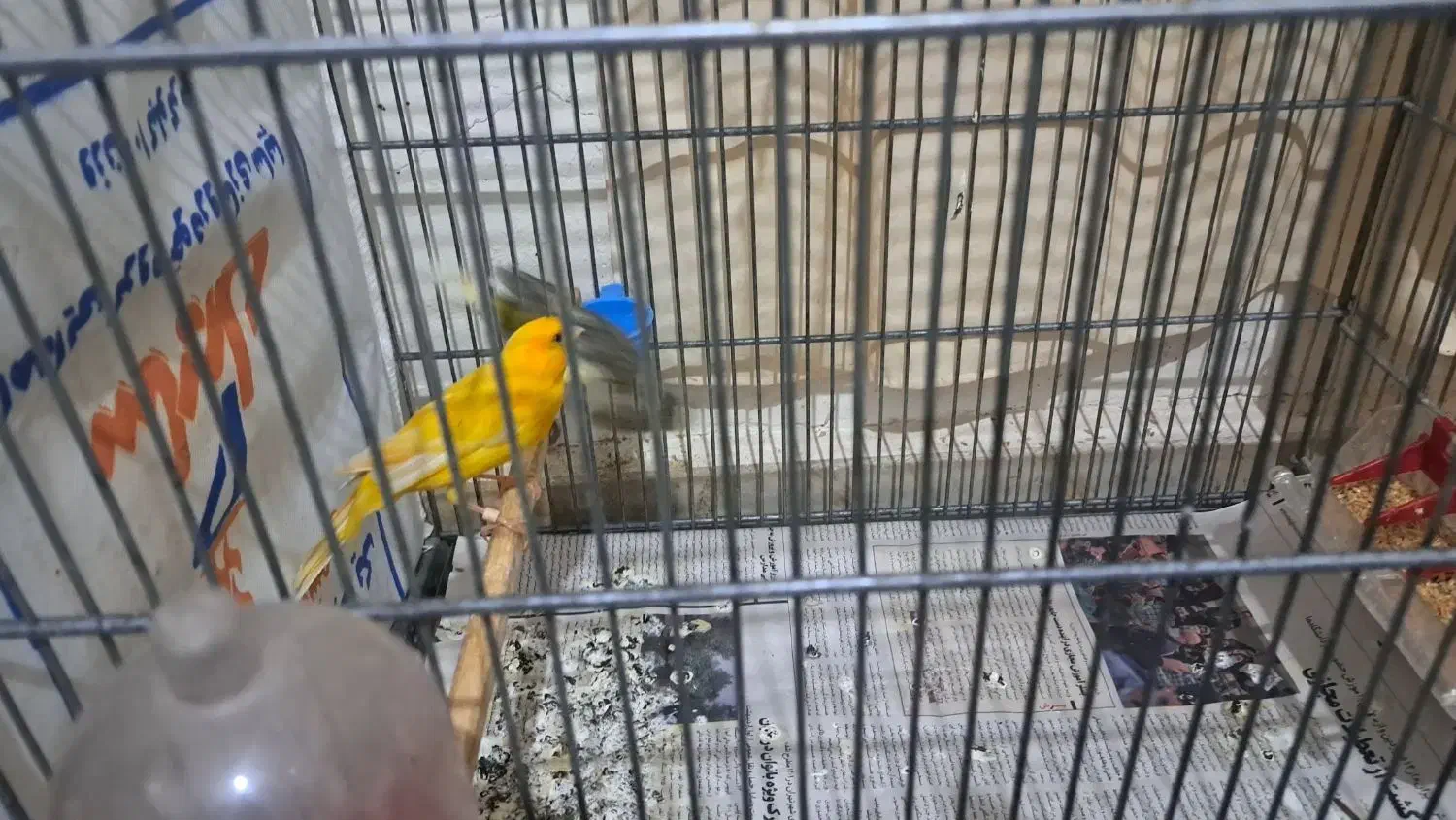 جفت قناری سوپری|پرنده|قدس, شهرقدس|دیوار