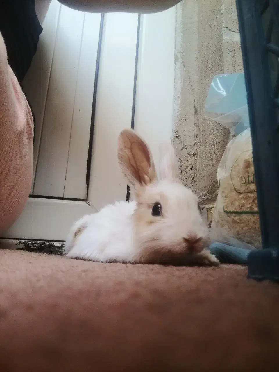 واگذاری خرگوش|موش و خرگوش|پرند, فاز ۶|دیوار