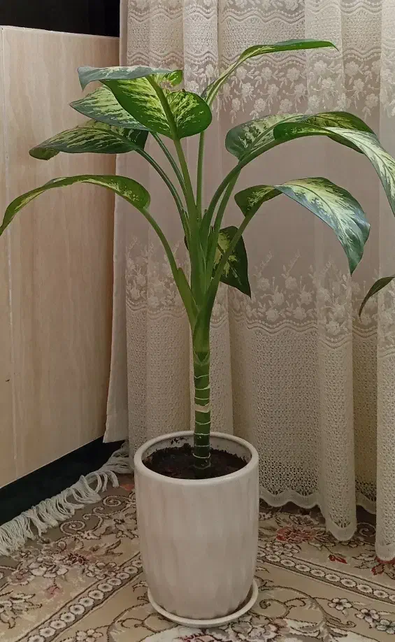 گل های طبیعی ـ مناسب دکور و هدیه|گل و گیاه طبیعی|ربط, |دیوار