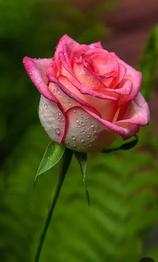 مشاوره زوجین|فعالیت داوطلبانه|کرمانشاه, |دیوار