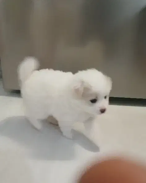 پامرانین|سگ|رشت, لاکان|دیوار