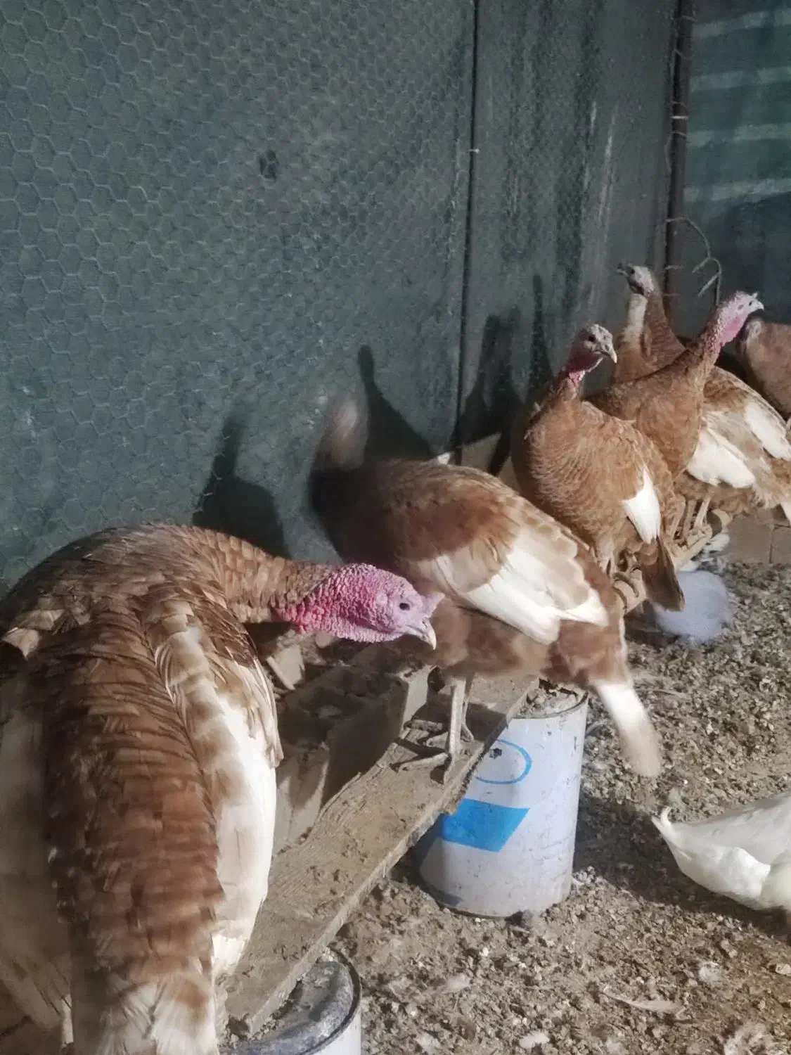 تخم نطفه دار بوقلمون بوربون زمانتی و بوقلمون ماده|حیوانات مزرعه|روانسر, |دیوار