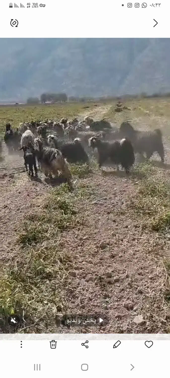 بز داشتی ابستن وکهره|حیوانات مزرعه|سیدان, |دیوار