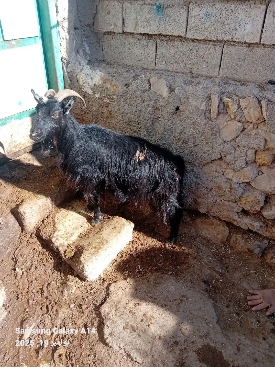 ۱عدد بز جوان کویر یلینی برای نگه داشتن|حیوانات مزرعه|اردبیل, |دیوار