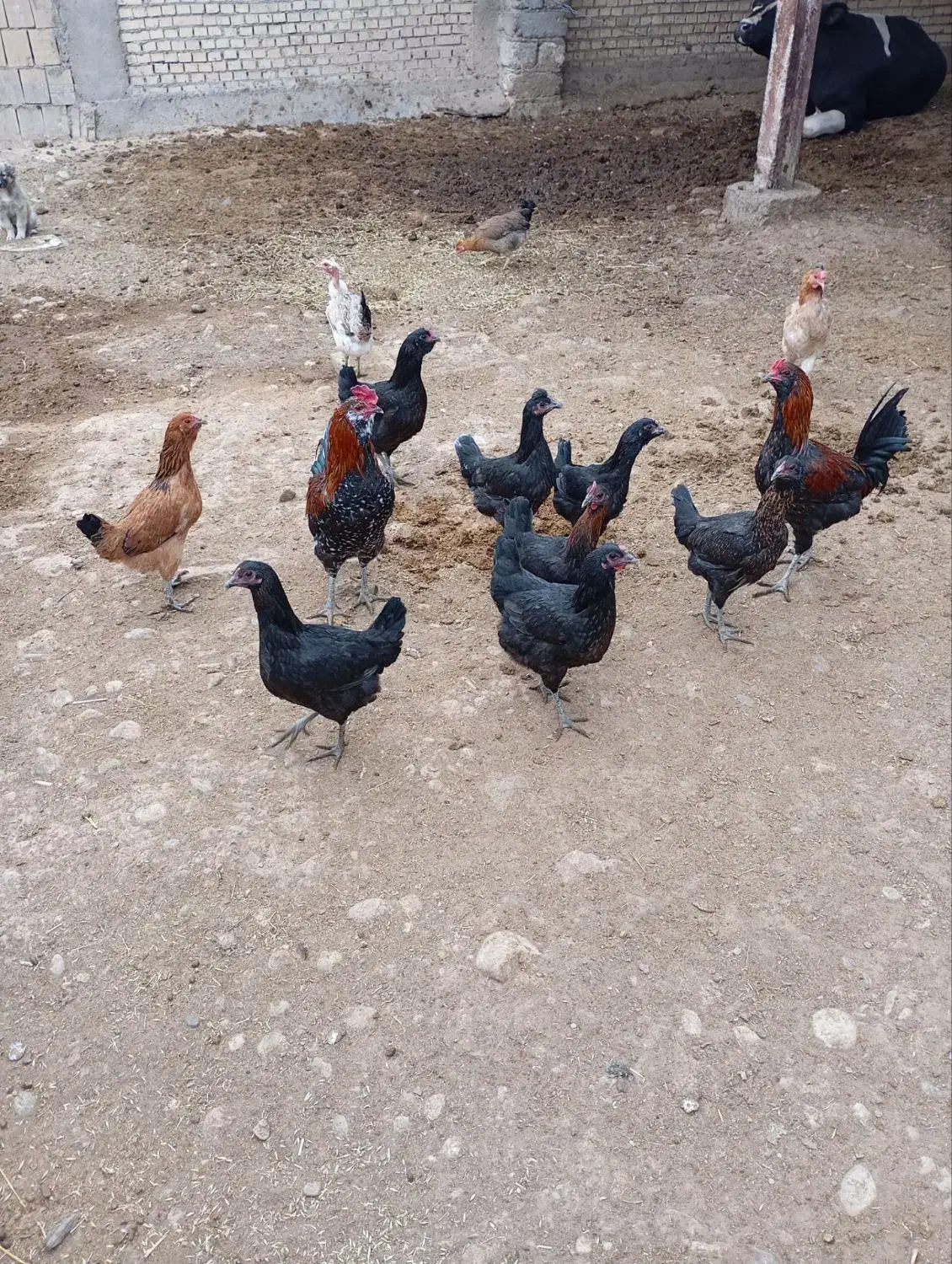 قیمت توافقی|حیوانات مزرعه|گتوند, |دیوار