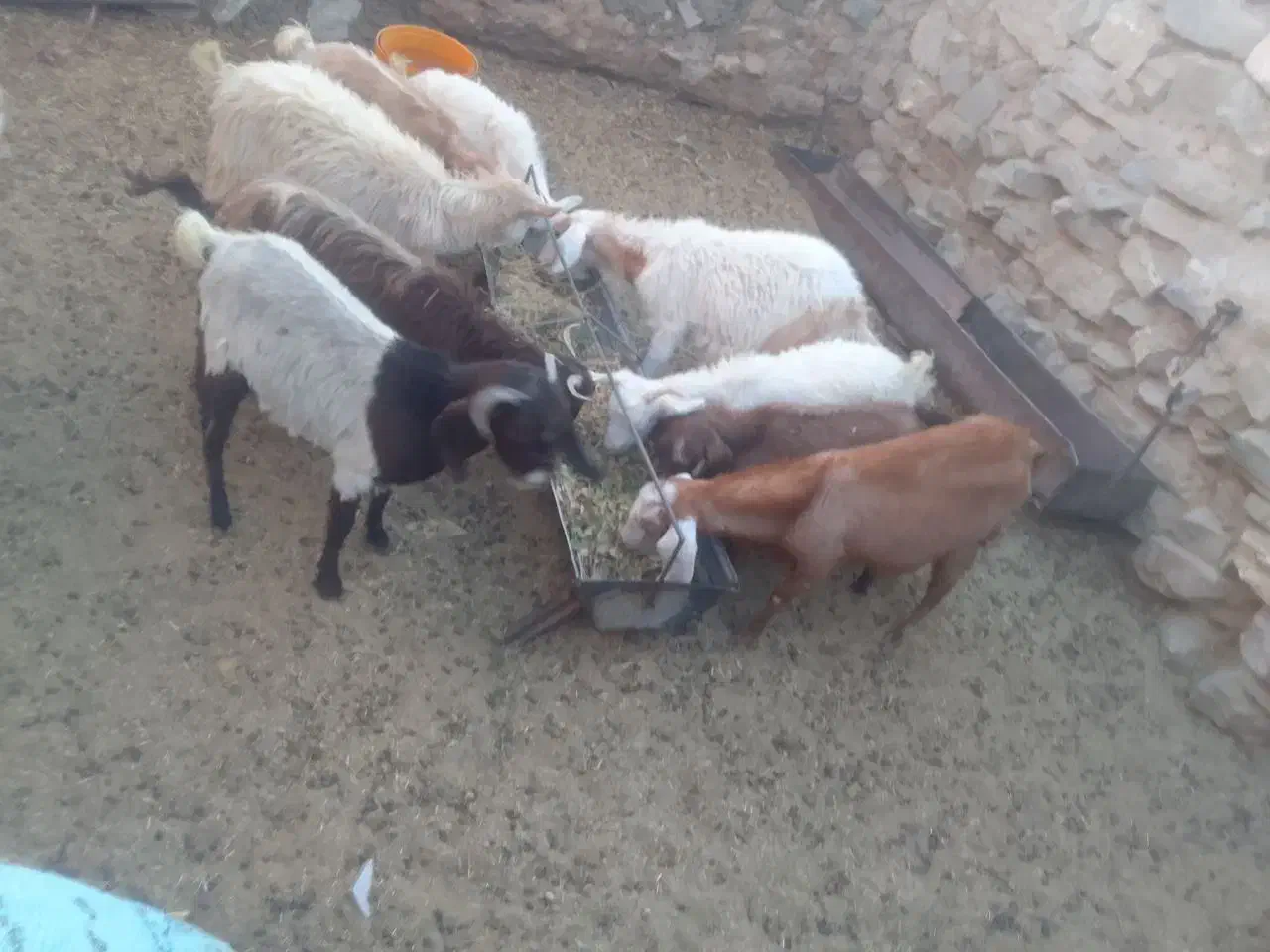 15گیسه و شیرمو|حیوانات مزرعه|بیرجند, |دیوار