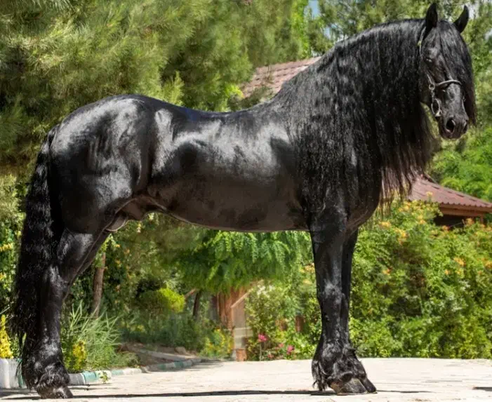 خواهان معاوضه اسب با گوشی|اسب و تجهیزات اسب‌سواری|خوی, |دیوار