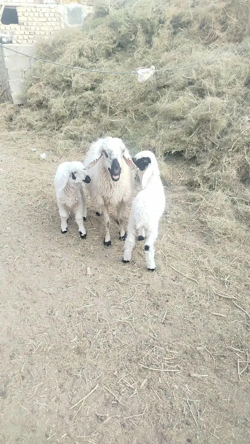 گوسفند|حیوانات مزرعه|زهک, |دیوار