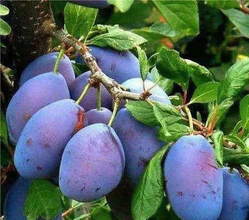 تولید نهال آلو بخارا|خدمات باغبانی و درختکاری|برزک, |دیوار