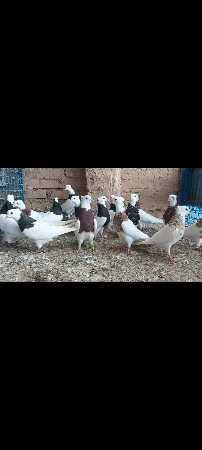 رنگی دوری|پرنده|دزفول, |دیوار