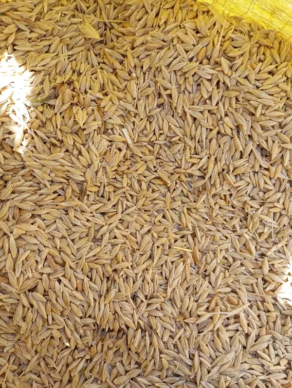 جو آبی|گل و گیاه طبیعی|رزن, |دیوار