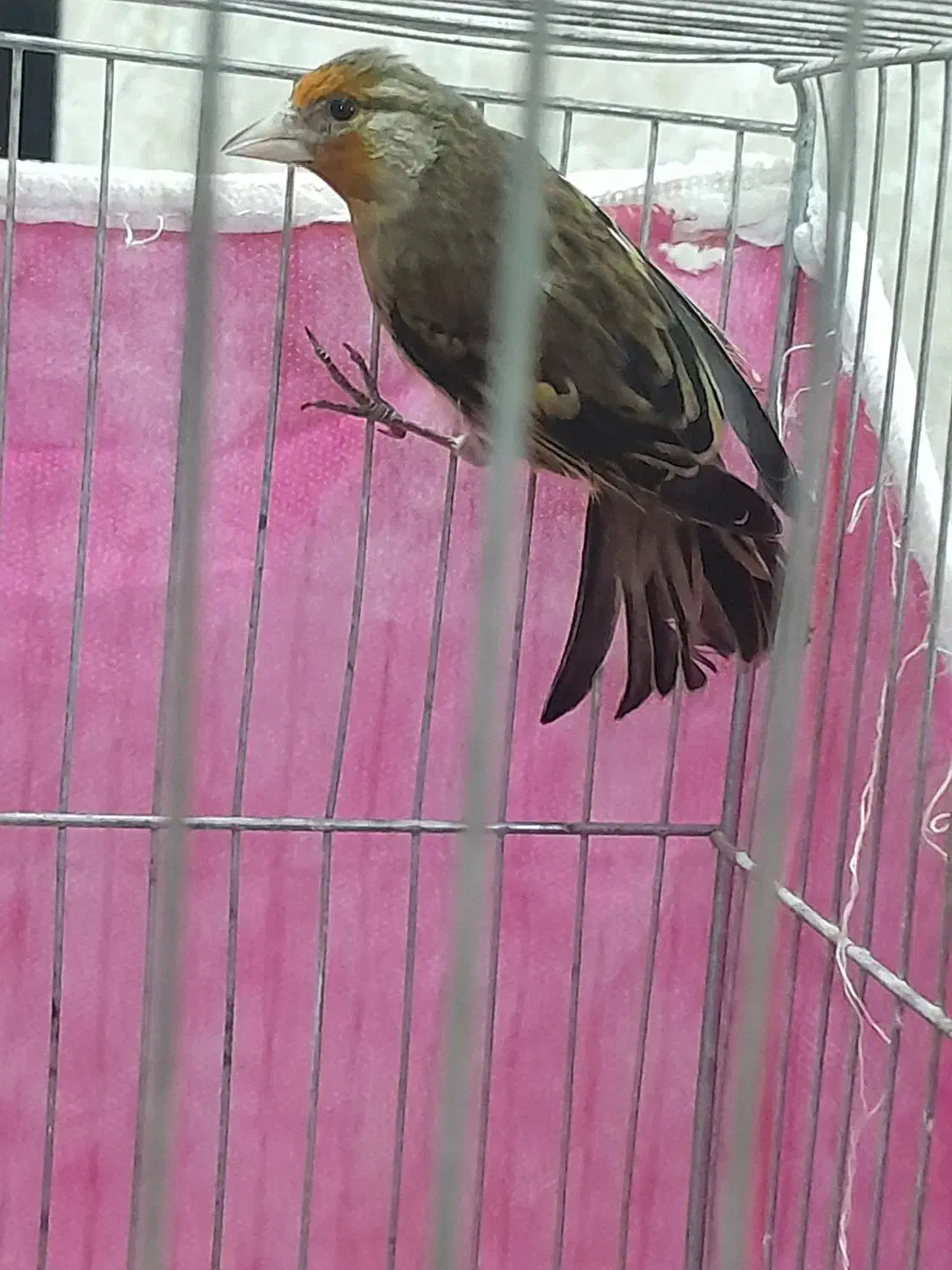 جوجه سهره قناری به شرط خوش رنگ|پرنده|بیستون, |دیوار