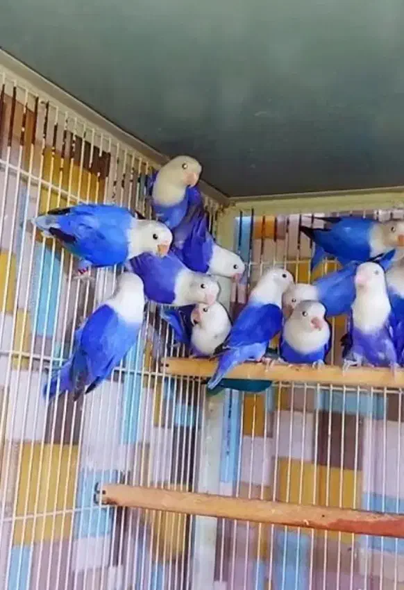 کوتوله برزیلی اوپالین کمیاب|پرنده|تهران, دانشگاه شریف|دیوار