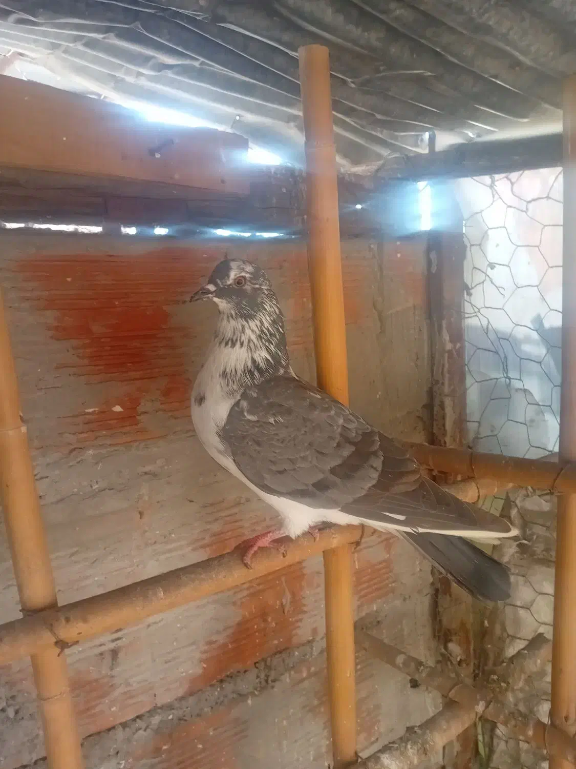 کبوتر غریب گیری|پرنده|قائم‌شهر, |دیوار