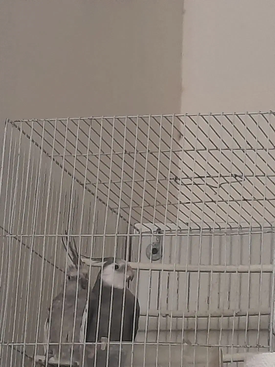 یک جفت عروس هلندی ایزابلا و وایت فیس|پرنده|گلبهار, شهر جدید گلبهار|دیوار