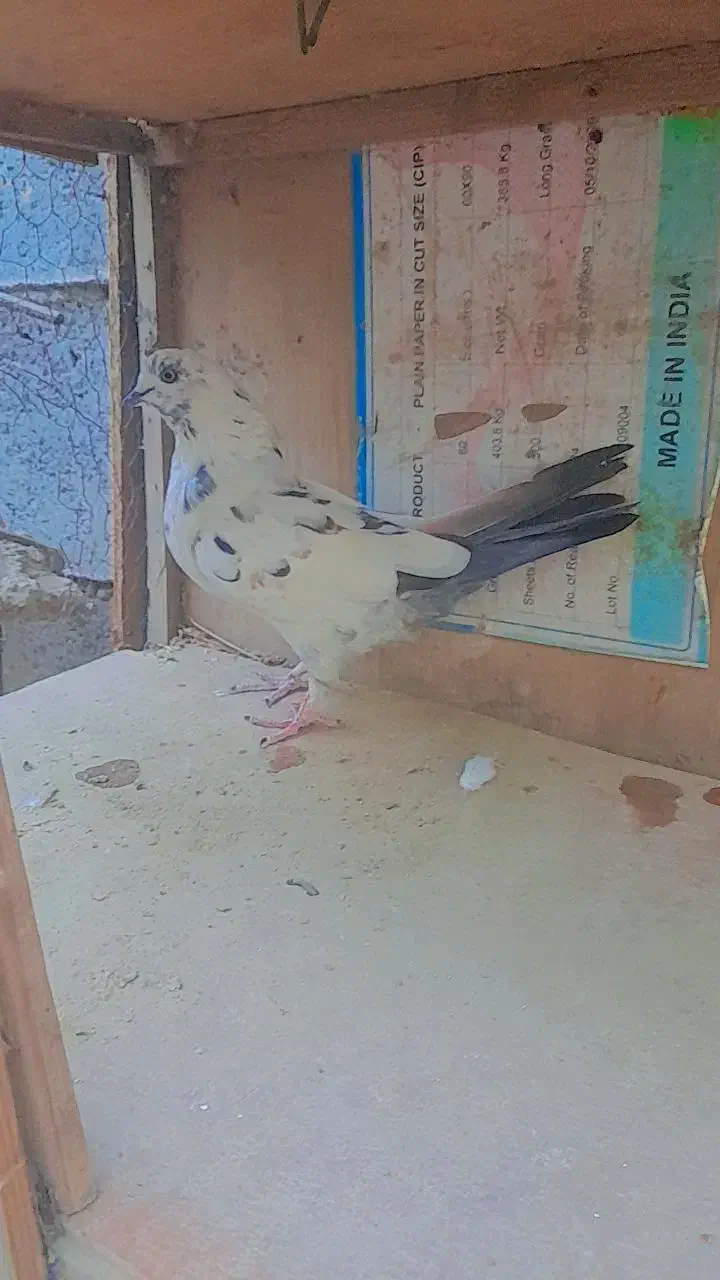 سلام پنج عدد کبوتر سالم سرحال به فروش میرسد|پرنده|میناب, |دیوار