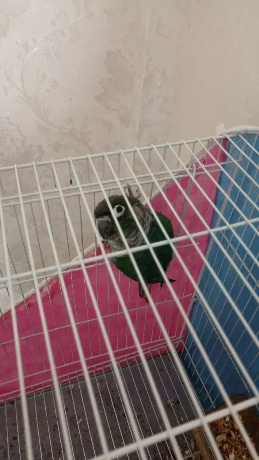 گرینچیک|پرنده|مشهد, مشکینی (شهرک غرب)|دیوار