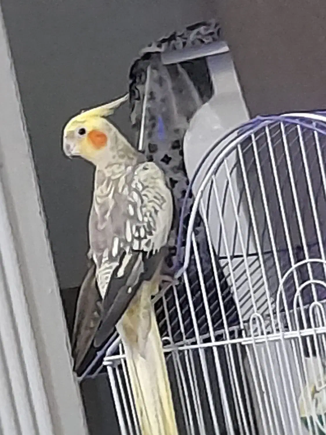 عروس هلندی یک سال نیم|پرنده|فومن, |دیوار