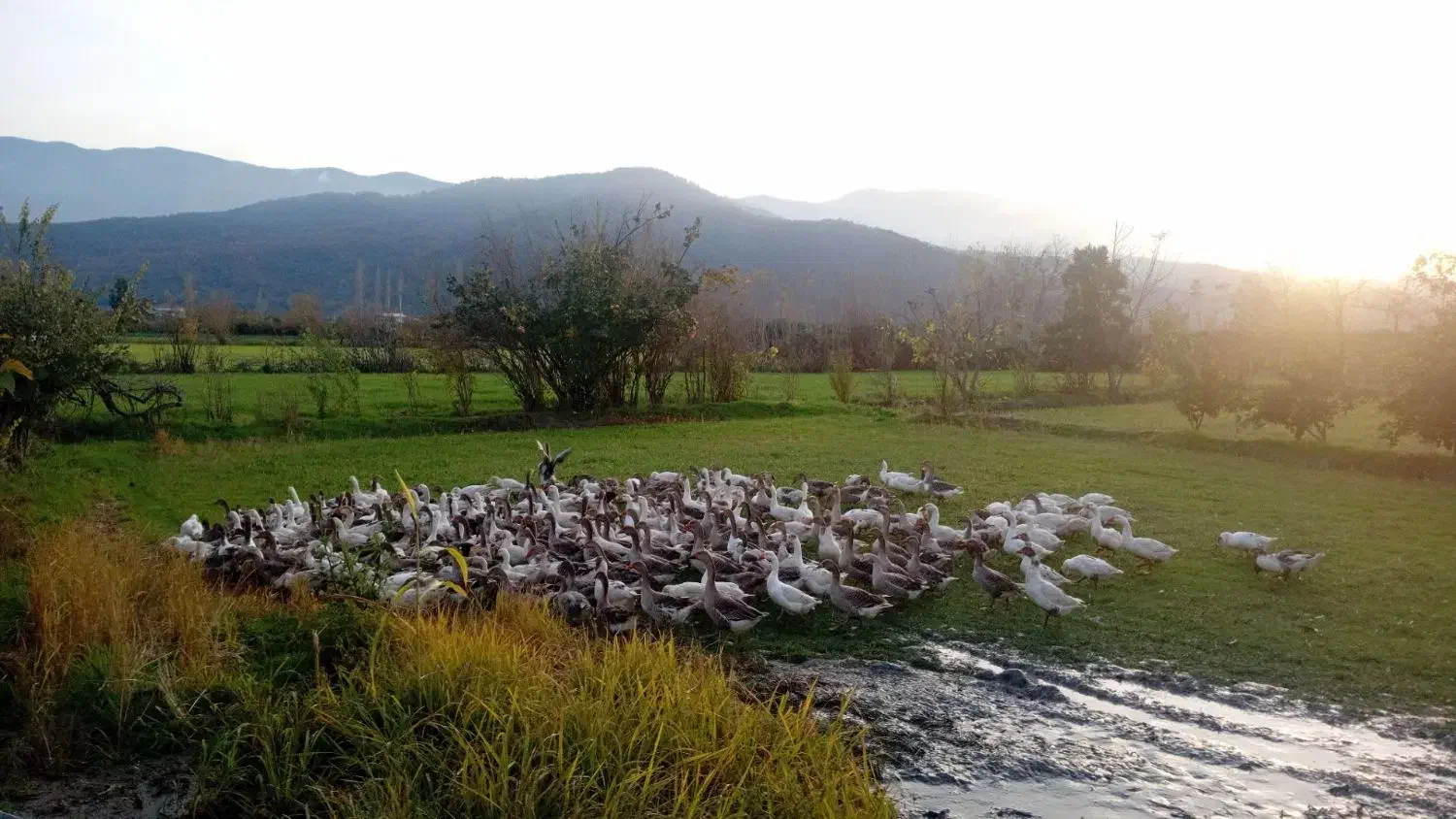 غاز|حیوانات مزرعه|نوکنده, |دیوار