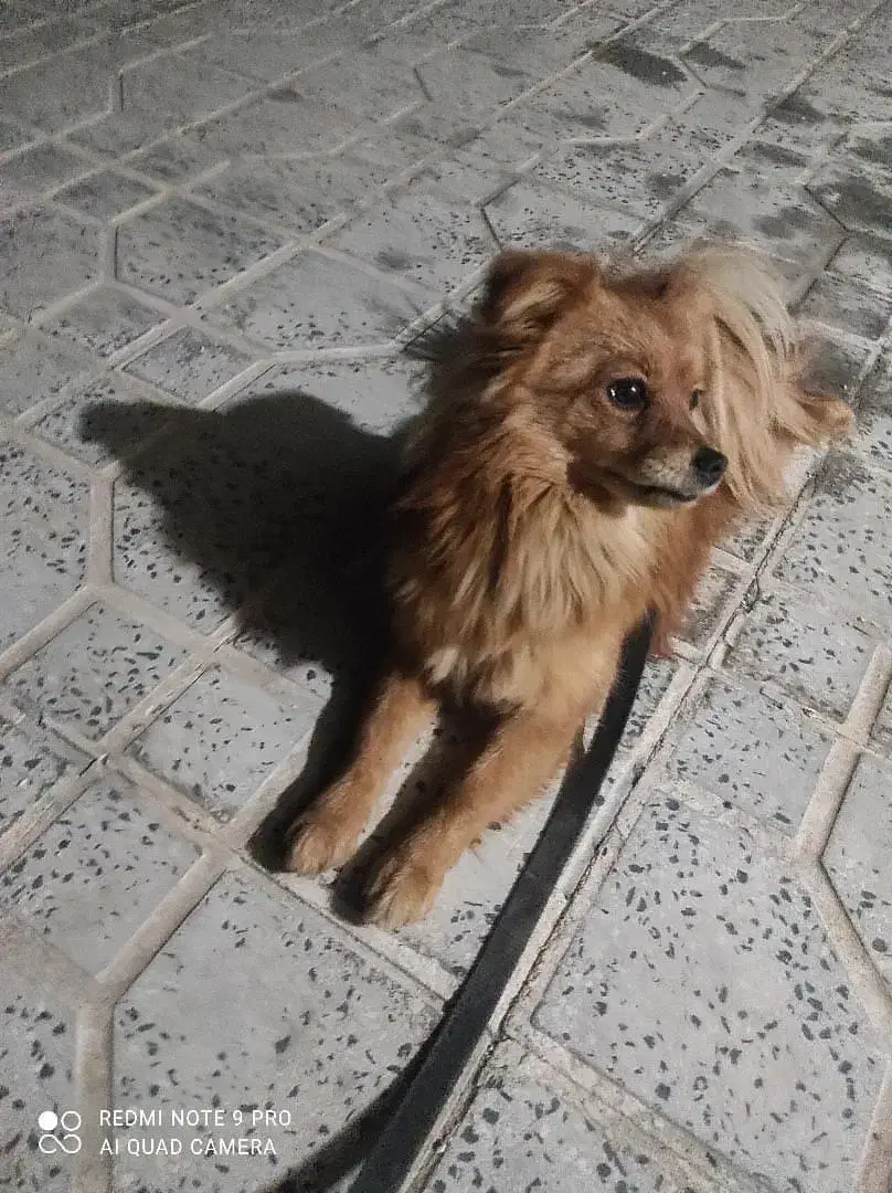 سگ پامر|سگ|اسدآباد, |دیوار