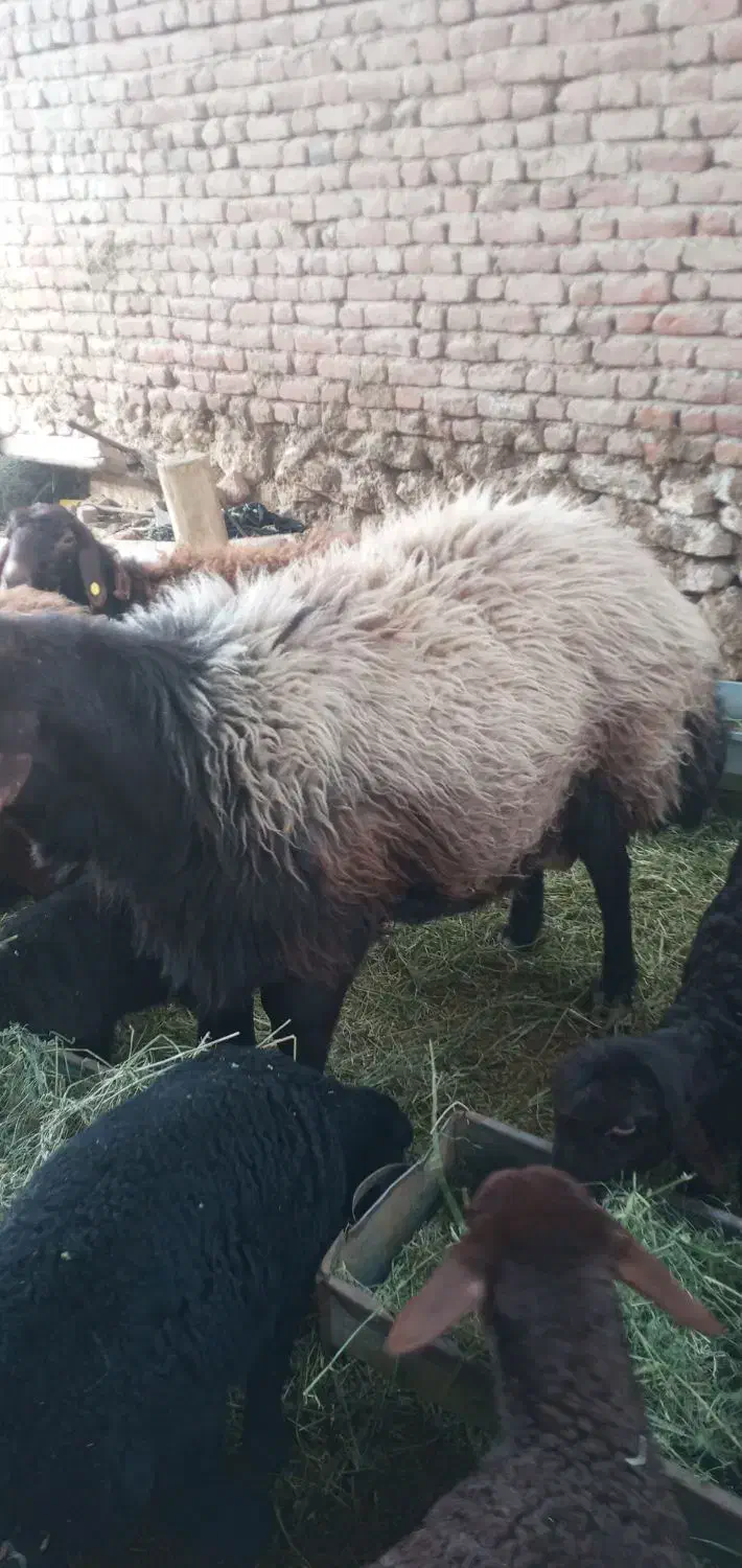 ۶راس شکم دوم آبستن۲راس بره داریکیش دوقلووباقوچ همو|حیوانات مزرعه|بناب, |دیوار