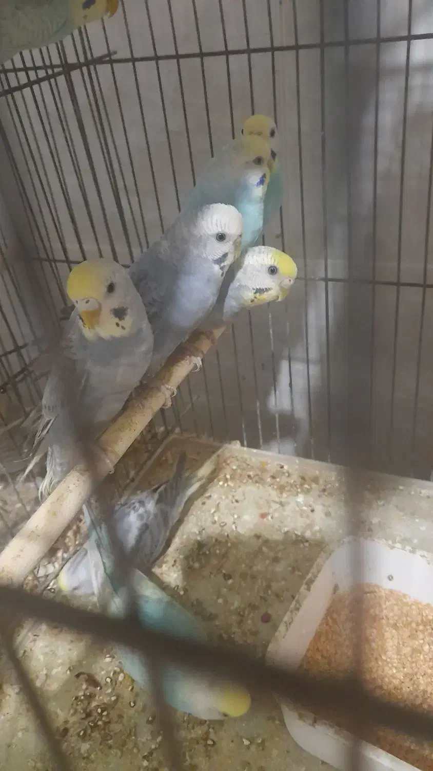 مرغ عشق|پرنده|بندر دیر, |دیوار