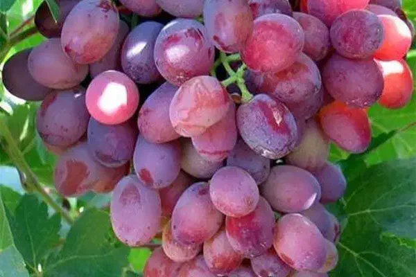 فروش ویژه مو انگور|حراج|شیراز, بعثت|دیوار