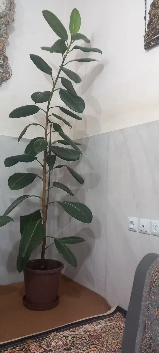 گل .|گل و گیاه طبیعی|خلخال, |دیوار