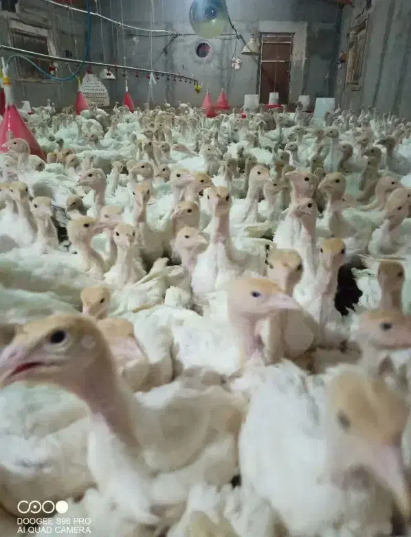 جوجه بوقلمون بیوتی ۶در سقز|حیوانات مزرعه|مریوان, |دیوار