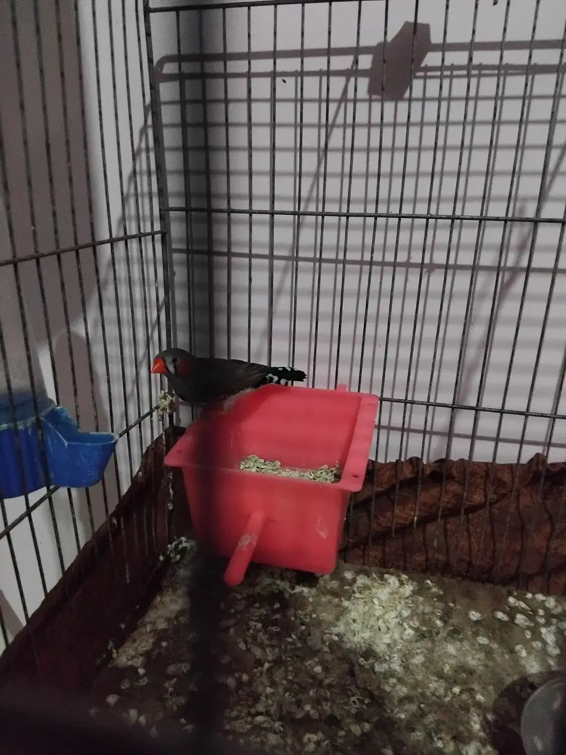 فنچ نر|پرنده|سمنان, |دیوار