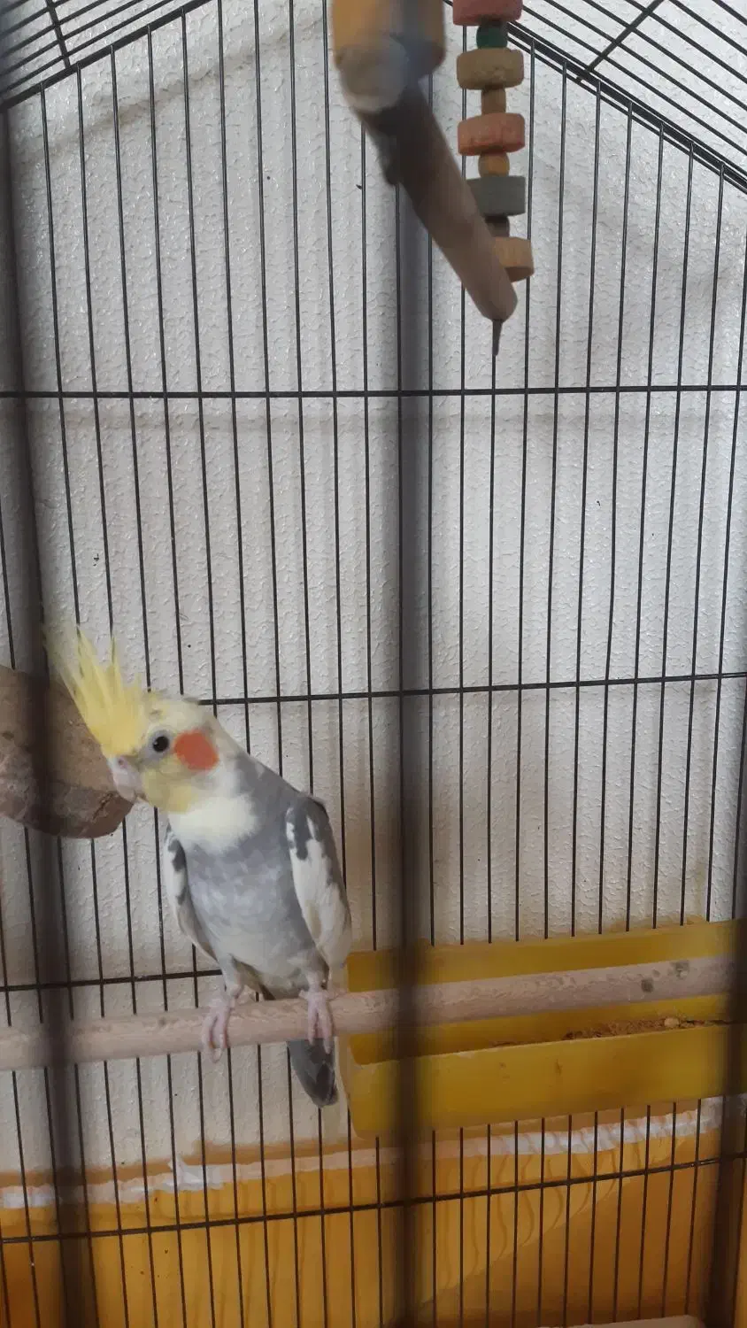 جفت مولد لوتینو و ابلغ|پرنده|شاهینشهر, شهرک گلدیس|دیوار