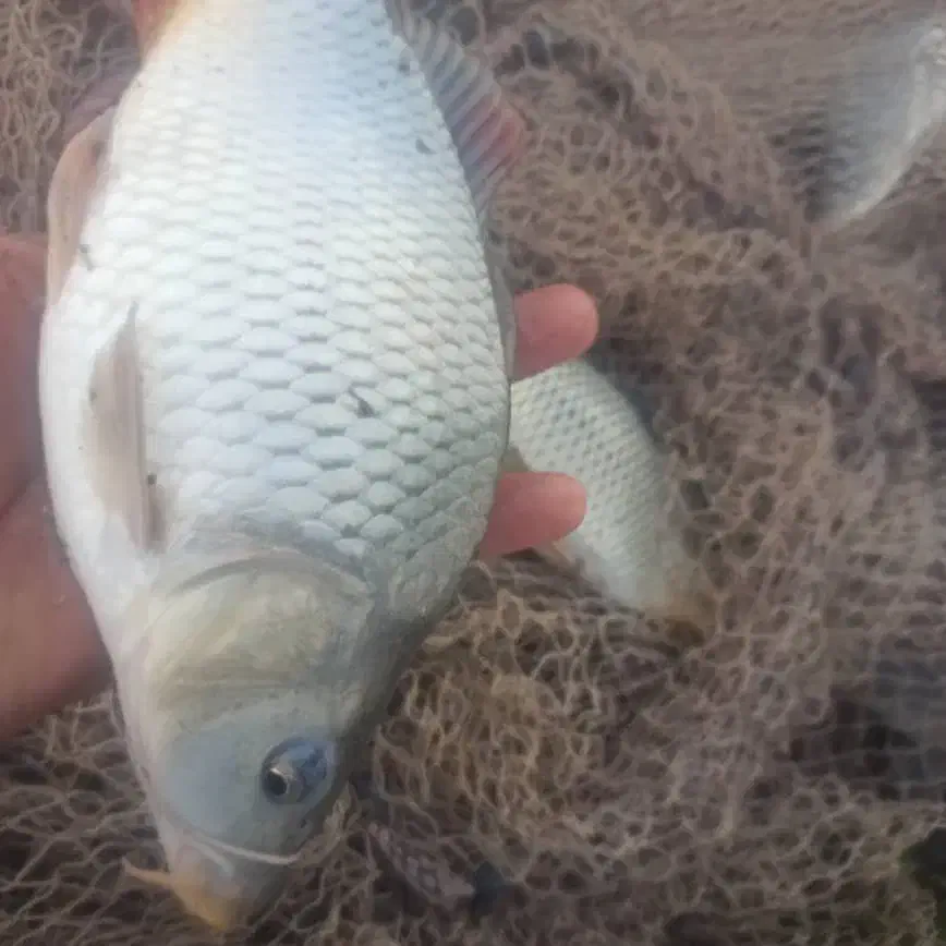 پخش بچه ماهی طوفان و آمور و کپور|ماهی|زابل, |دیوار