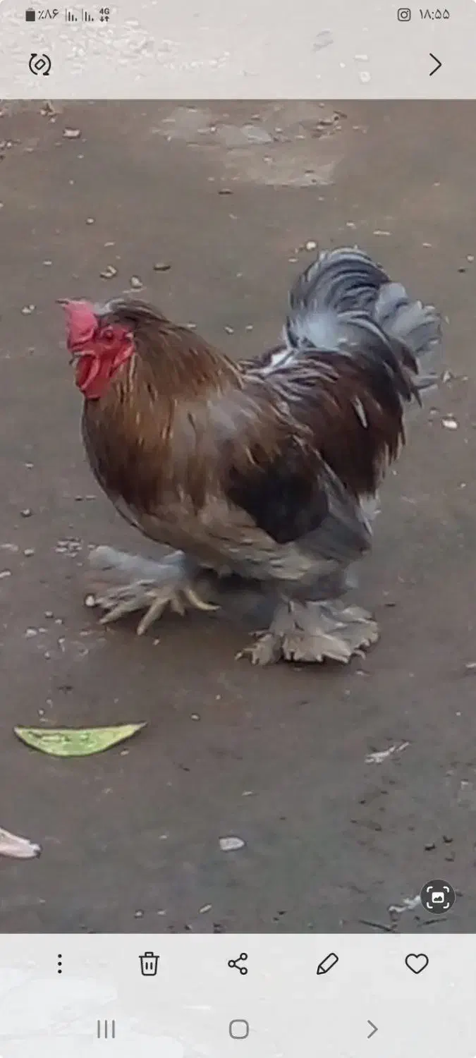 خروس پا قو|حیوانات مزرعه|چاف و چمخاله, |دیوار