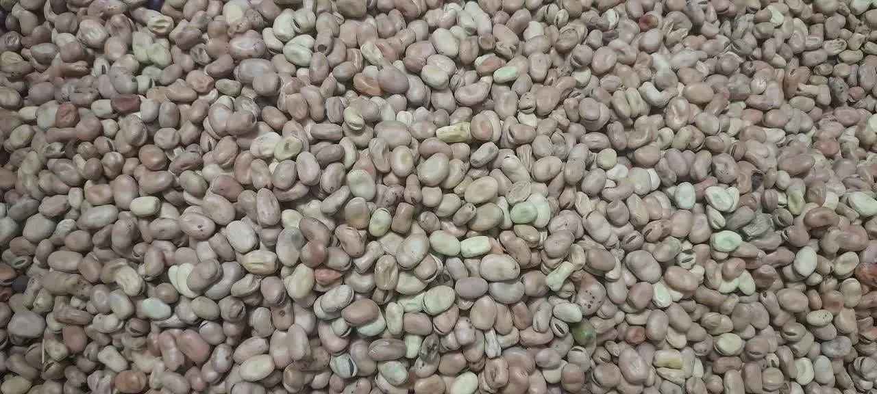 باقالی خشک امسالی|خوردنی و آشامیدنی|نیشابور, فردوس شمالی|دیوار