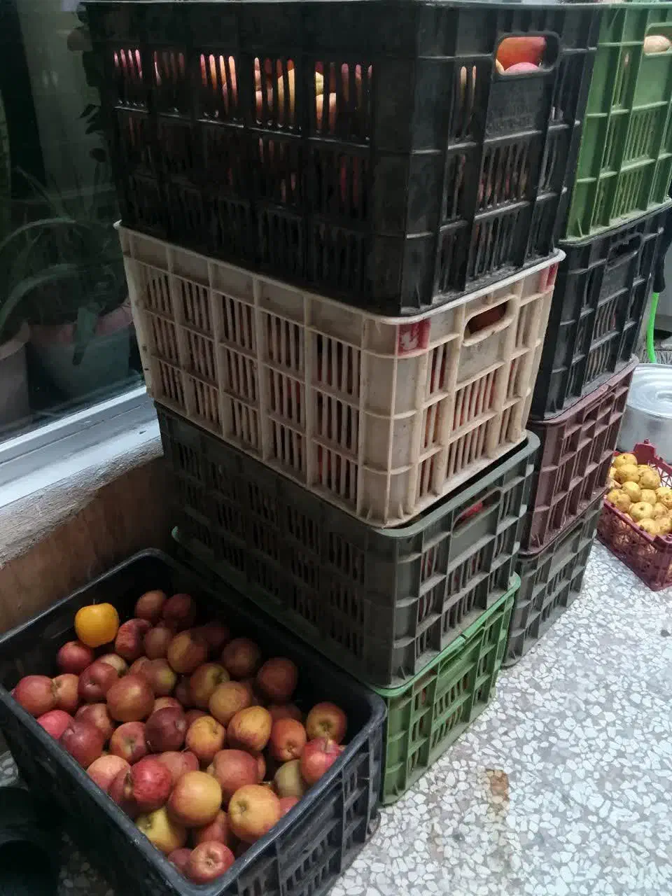 سیب و گلابی پاییزی|خوردنی و آشامیدنی|مشهد, گلبرگ|دیوار